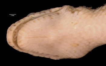 Media type: image;   Herpetology R-24426 Aspect: head ventral